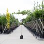 Morus alba 'Fruitless'